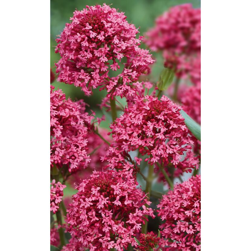 Nahaufnahme von rosa Spornblumen.