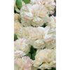 Federnelke 'Devon Cream', 9 cm Topf, 3er-Set