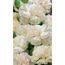 Federnelke 'Devon Cream', 9 cm Topf, 3er-Set