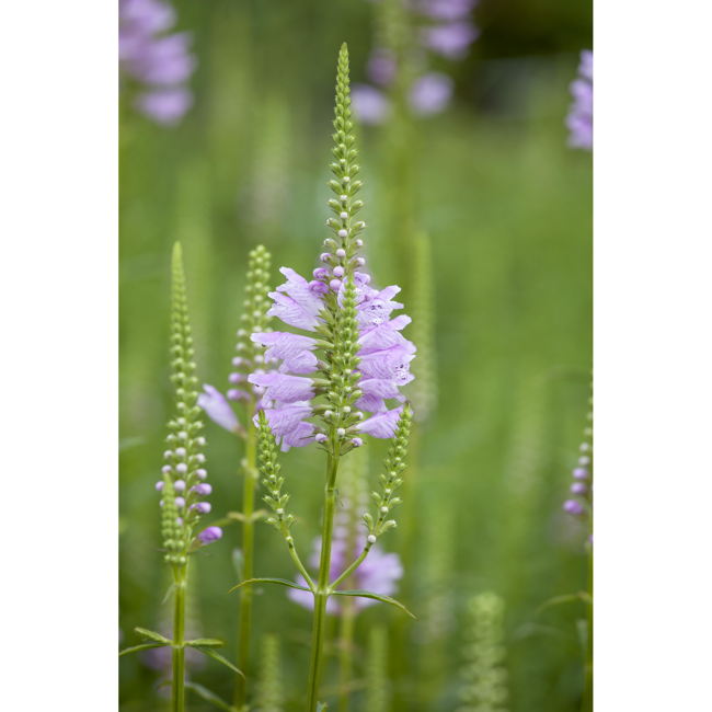 Bild von Gelenkblume, 9 cm Topf, 3er-Set