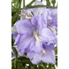 Hellviolette Blüten der Campanula persicifolia Grandiflora