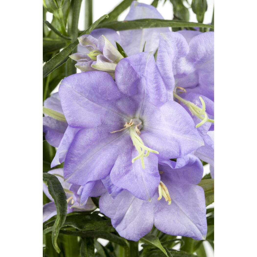 Hellviolette Blüten der Campanula persicifolia Grandiflora