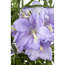 Hohe Glockenblume 'Grandiflora', 9 cm Topf, 3er-Set