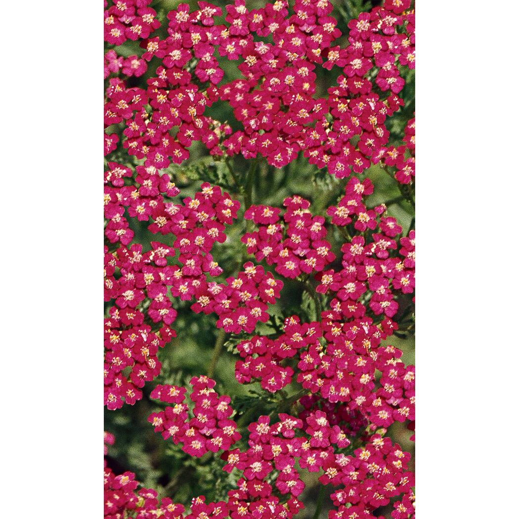 Rosa Schafgarbe Kirschkonigin