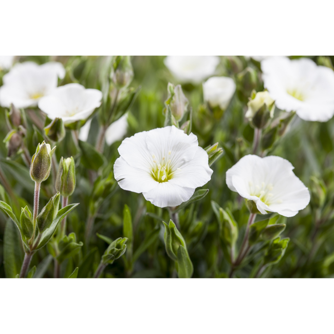 Bild von Sandkraut, 9 cm Topf, 3er-Set