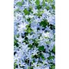 Blaue Blüten der Campanula poscharskyana