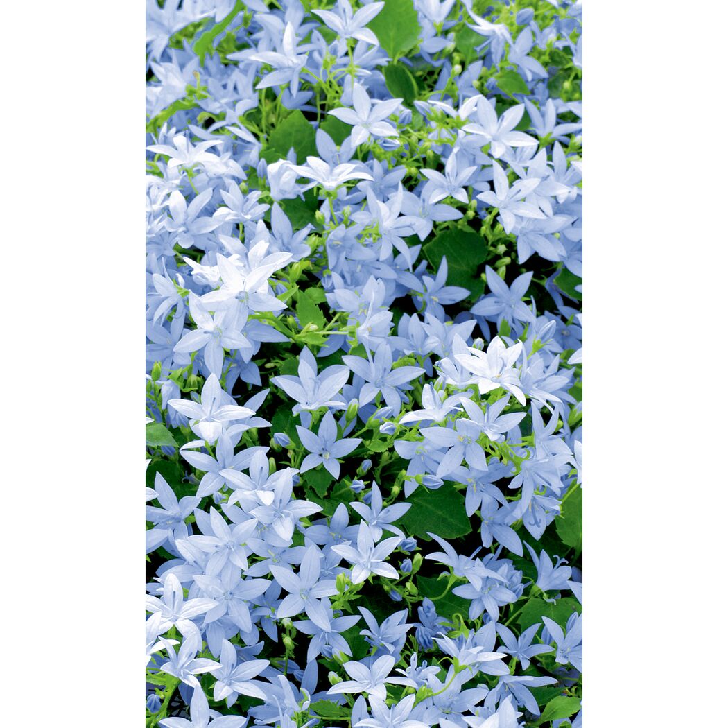 Blaue Blüten der Campanula poscharskyana