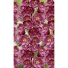 Bio Rittersporn 'Pacific Astolat', 9 cm Topf, 3er-Set