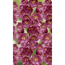 Rittersporn 'Pacific Astolat', 9 cm Topf, 3er-Set