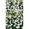Bio Heidenelke 'Albus', 9 cm Topf, 3er-Set