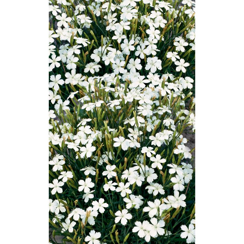 Bio Heidenelke 'Albus', 9 cm Topf, 3er-Set