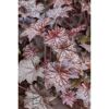 Bio Purpurglöckchen 'Palace Purple', 9 cm Topf, 3er-Set