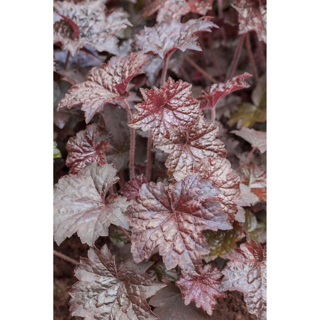 Bio Purpurglöckchen 'Palace Purple', 9 cm Topf, 3er-Set