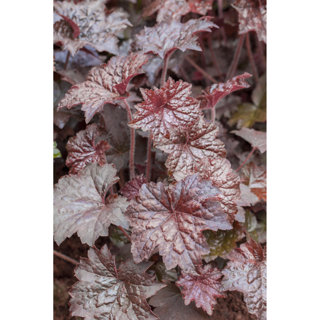 Bild von Purpurglöckchen 'Palace Purple', 9 cm Topf, 3er-Set