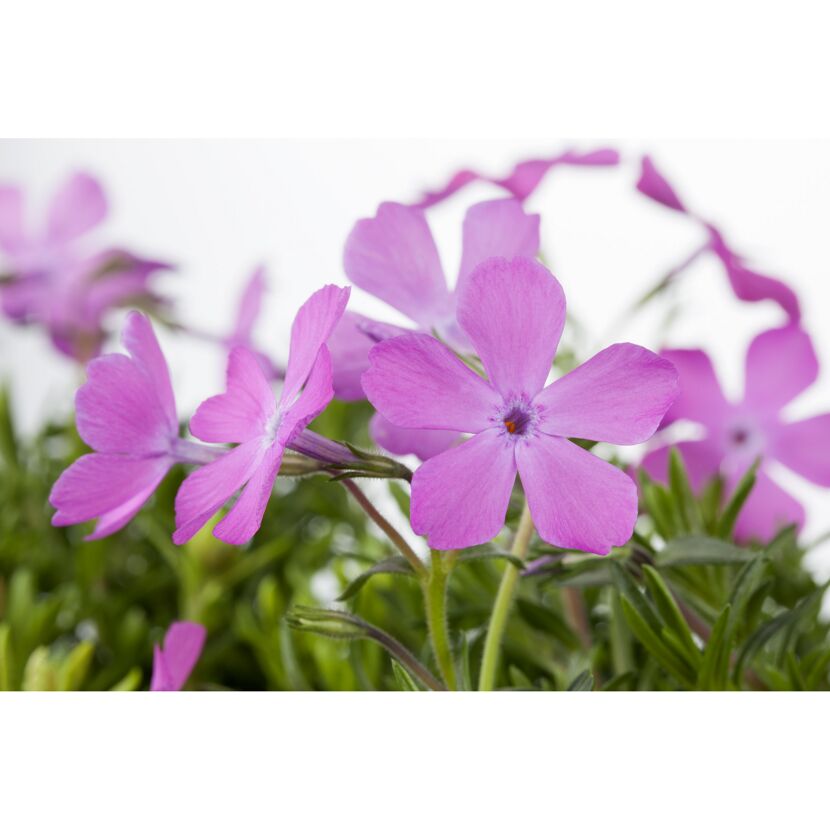 Polsterphlox, 9 cm Topf, 3er-Set