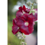 Stockrose 'Pleniflora kirschrot', 9 cm Topf, 3er-Set