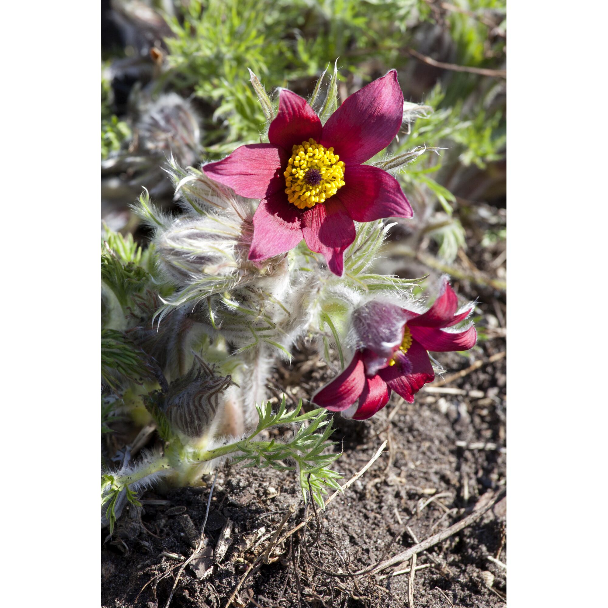 Zwei rote Kuhschellenblüten mit gelber Mitte