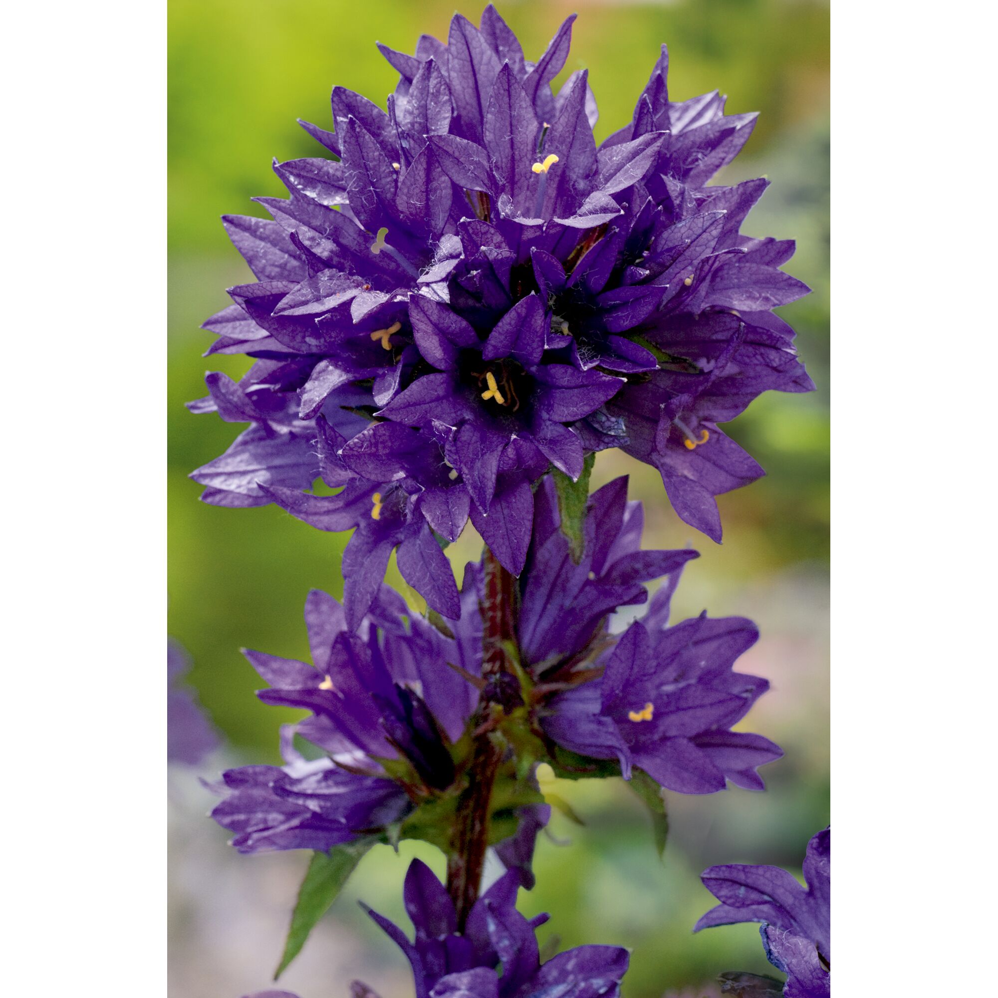 Campanula Glomerata, Knäuel-Glockenblume