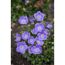 Lila Karpaten-Glockenblume 'Pearl Deep'