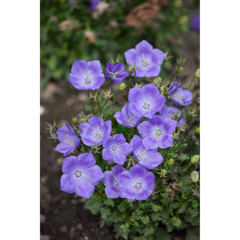 Lila Karpaten-Glockenblume 'Pearl Deep'