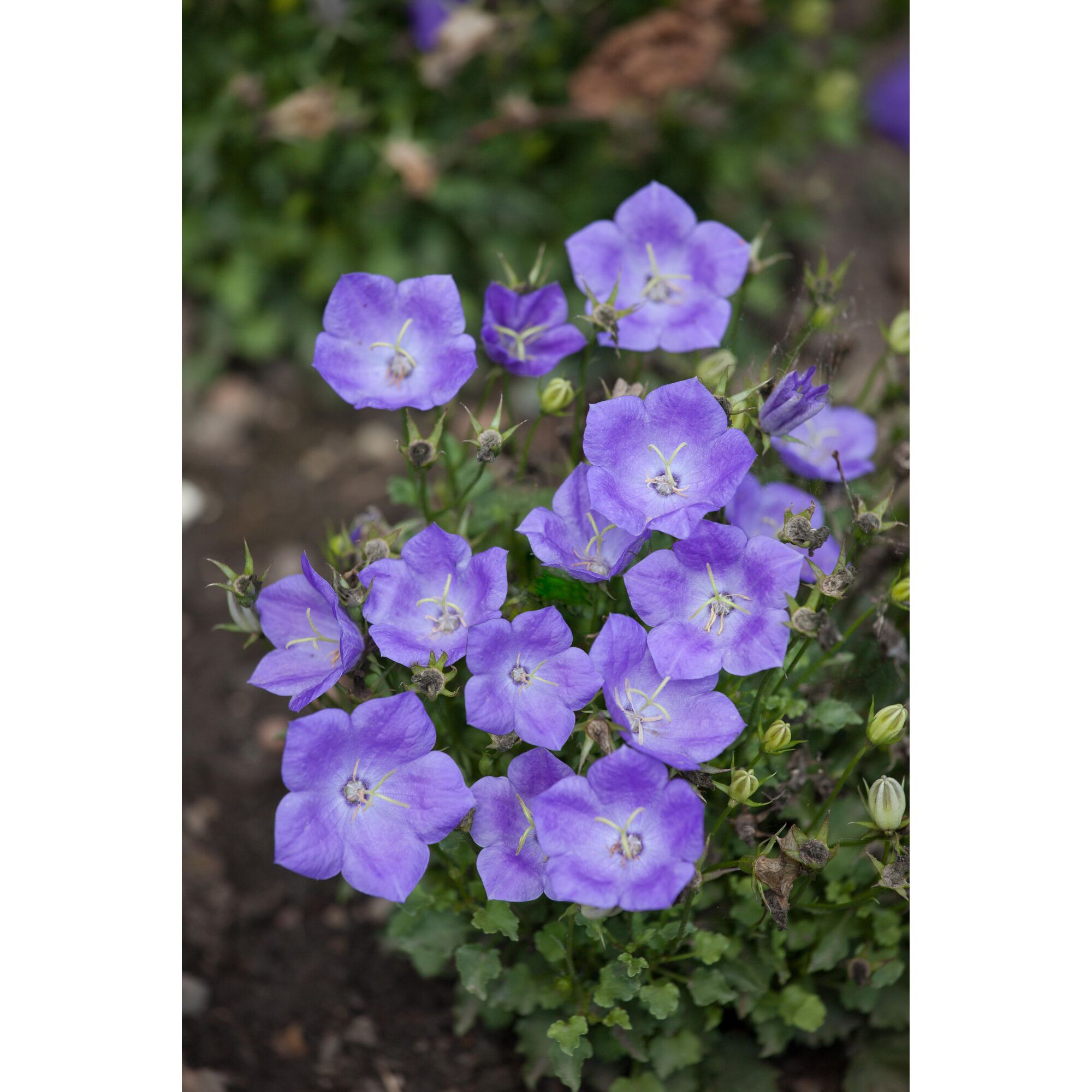 Lila Karpaten-Glockenblume 'Pearl Deep'