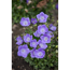 Verkleinertes Bild von Karpatenglockenblume 'Pearl Deep Blue', 9 cm Topf, 3er-Set