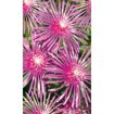 hauptbild