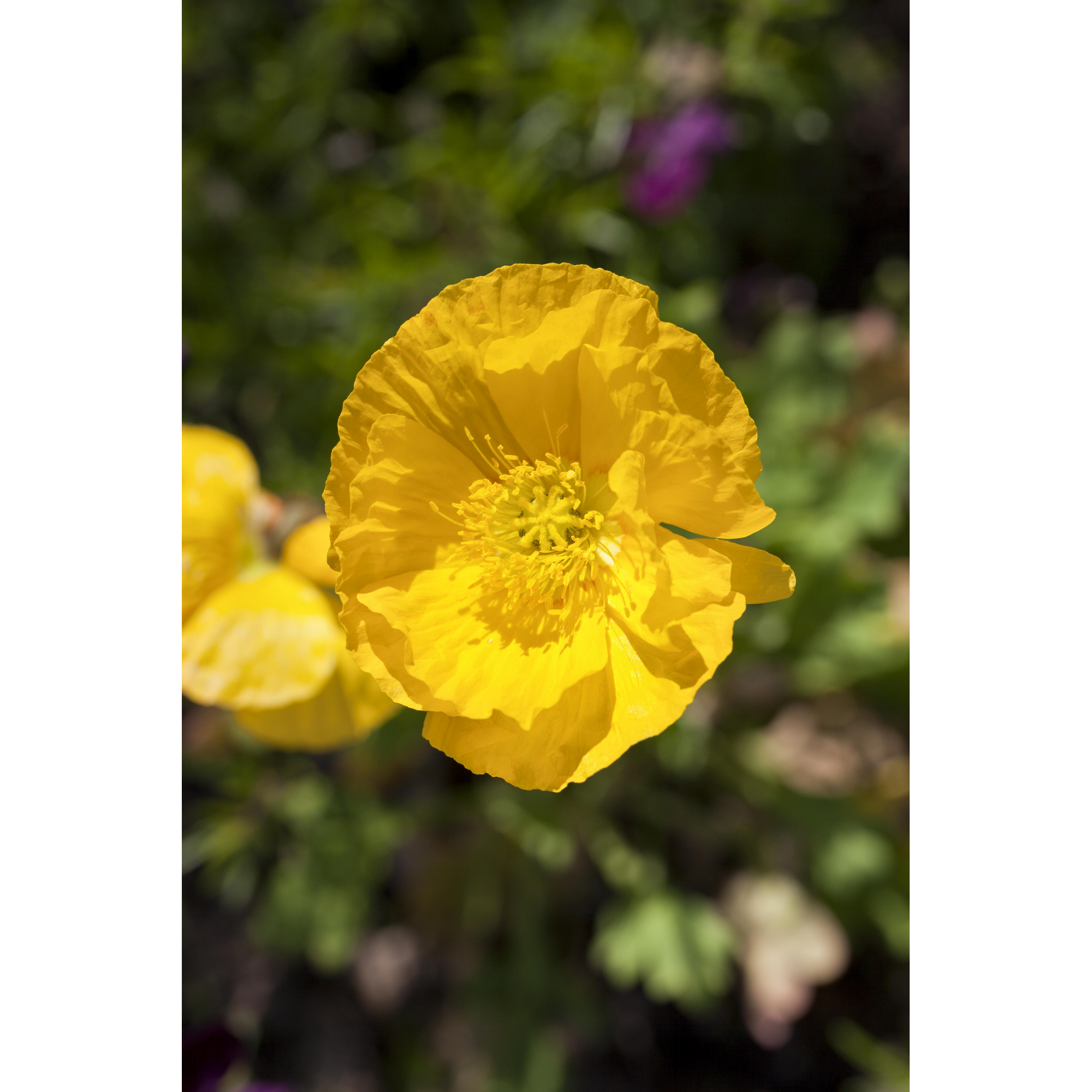 Islandmohn 'Pulcinella Yellow', 9 cm Topf, 3er-Set + product picture