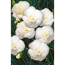 Federnelke 'Haytor white', 9 cm Topf, 3er-Set
