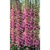 Fingerhut 'Gloxinoides', 9 cm Topf, 3er-Set