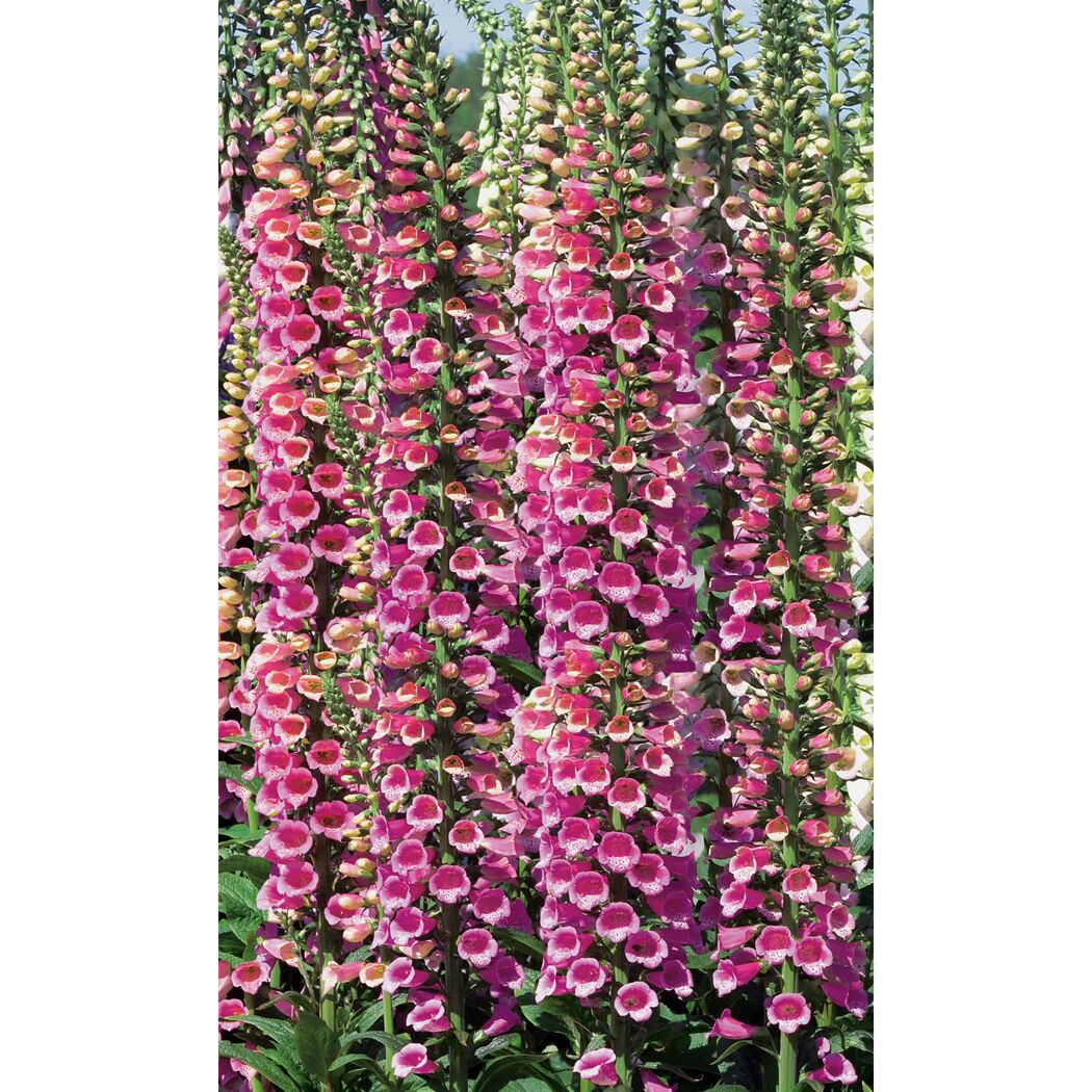 Fingerhut 'Gloxinoides', 9 cm Topf, 3er-Set