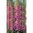 Fingerhut 'Gloxinoides', 9 cm Topf, 3er-Set