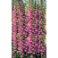 Fingerhut 'Gloxinoides', 9 cm Topf, 3er-Set