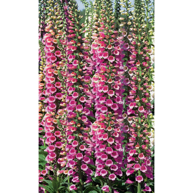 Bild von Fingerhut 'Gloxinoides', 9 cm Topf, 3er-Set