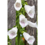 Fingerhut 'Alba', 9 cm Topf, 3er-Set