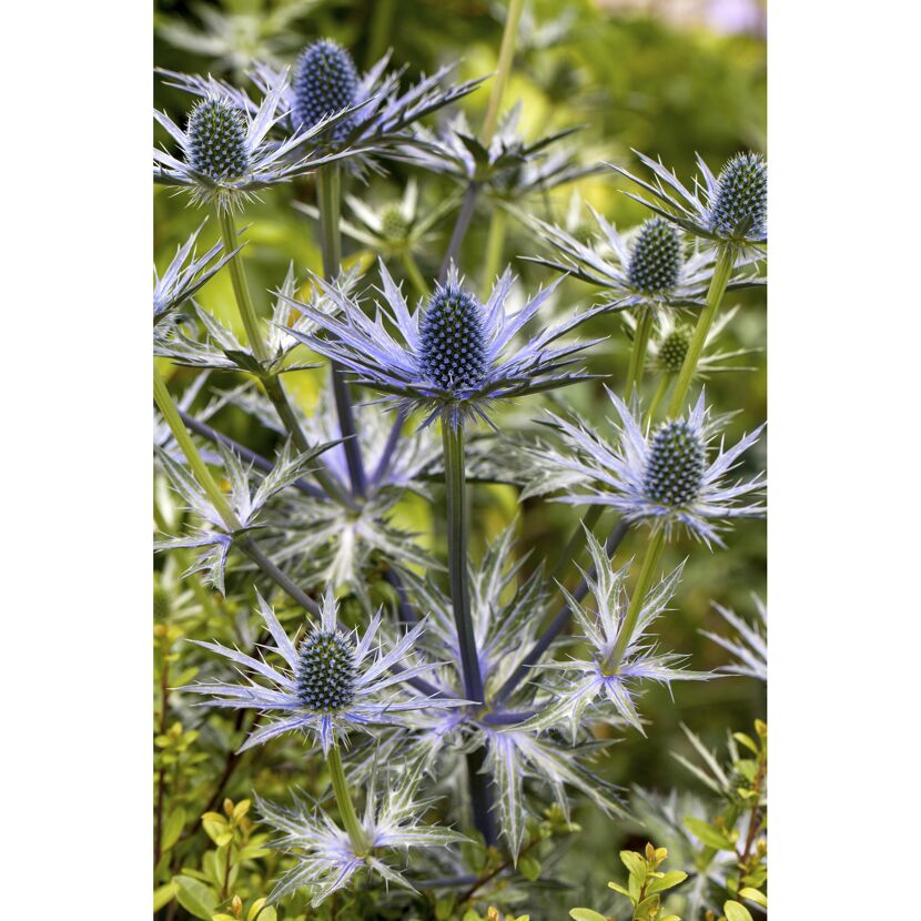 Edeldistel, 9 cm Topf, 3er-Set