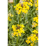 Schweizer Goldlack 'Goldstaub', 9 cm Topf, 3er-Set