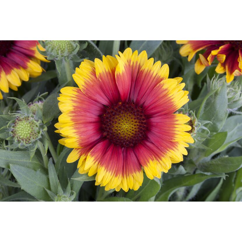 Bio Kokardenblume 'Kobold', 9 cm Topf, 3er-Set