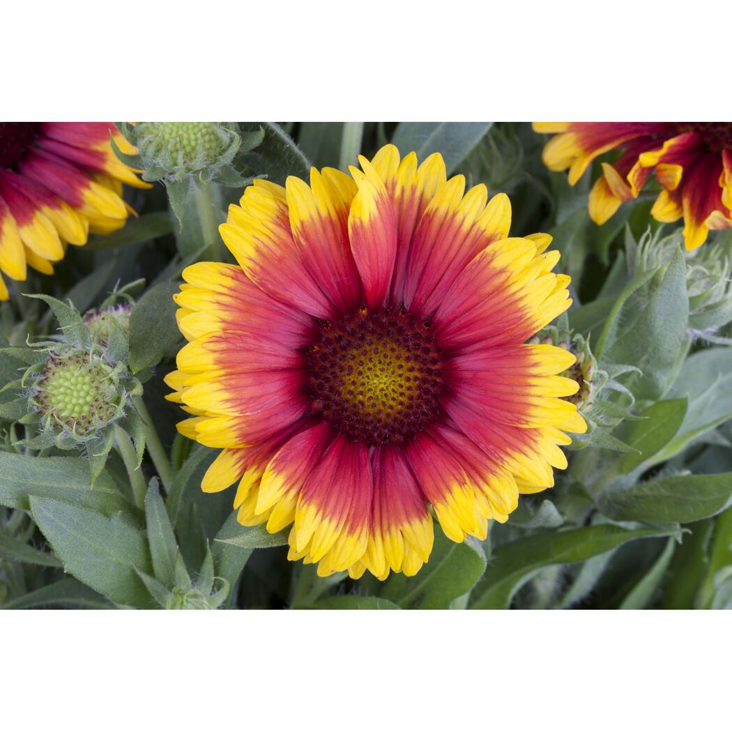 Bio Kokardenblume 'Kobold', 9 cm Topf, 3er-Set