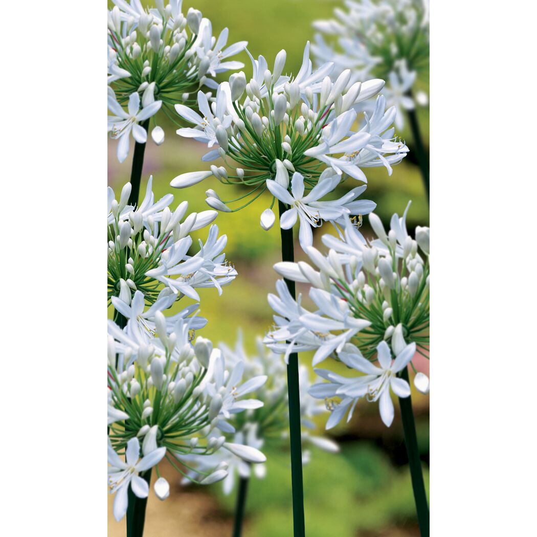 Schmucklilie 'Albus', 9 cm Topf, 3er-Set