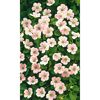 Bio Reiherschnabel 9 cm Topf, 3er-Set