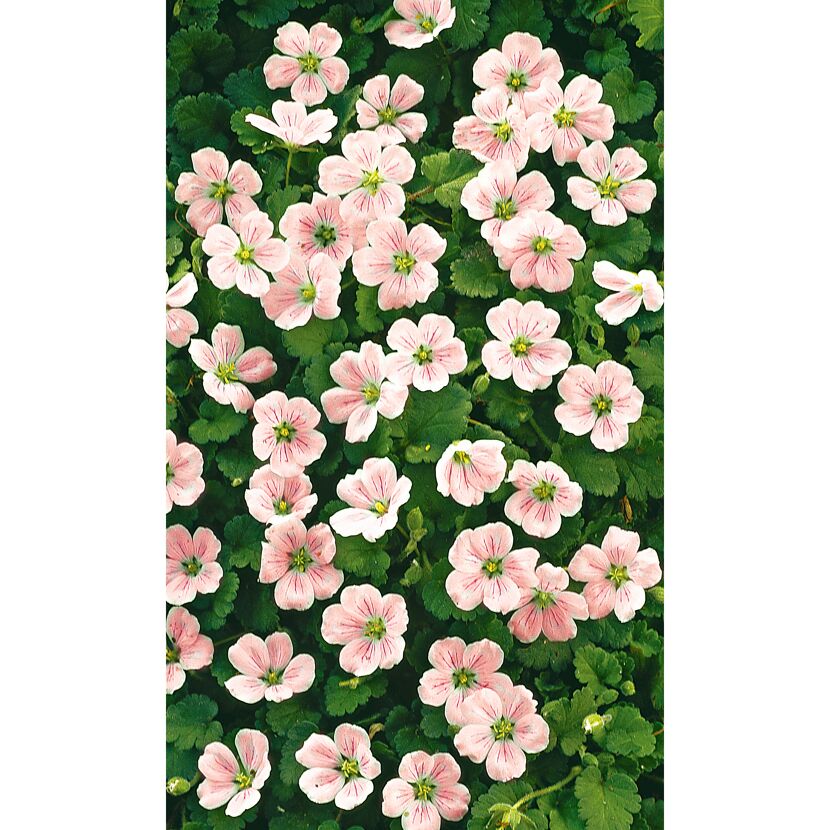 Bio Reiherschnabel 9 cm Topf, 3er-Set