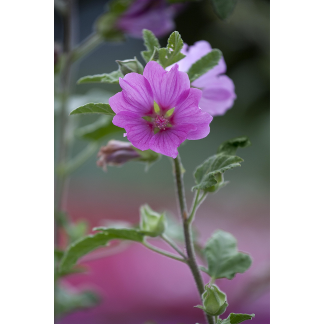 Bild von Malve, 9 cm Topf, 3er-Set