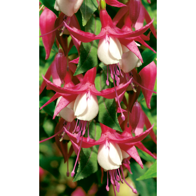 Bild von Gartenfuchsie 'Madame Cornelissen', 9 cm Topf, 3er-Set