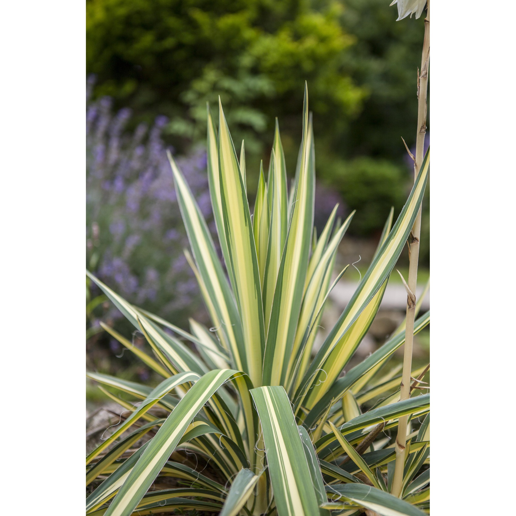 Palmlilie, 9 cm Topf, 3er-Set + product picture