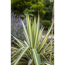 Verkleinertes Bild von Palmlilie, 9 cm Topf, 3er-Set