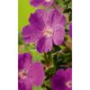 Bio Blutroter Storchschnabel 'Max Frei', 9 cm Topf, 3er-Set