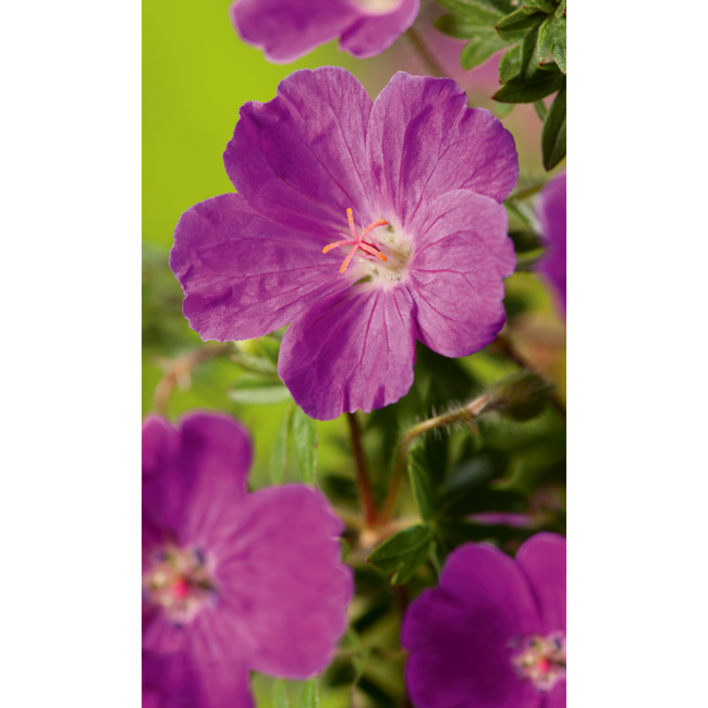 Bild von Blutroter Storchschnabel 'Max Frei', 9 cm Topf, 3er-Set
