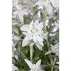 Bio Edelweiß, 9 cm Topf, 3er-Set