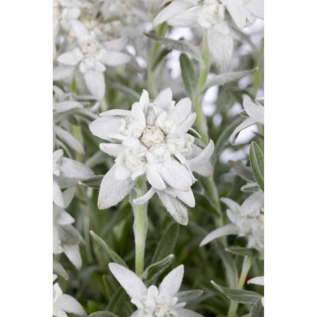 Bio Edelweiß, 9 cm Topf, 3er-Set